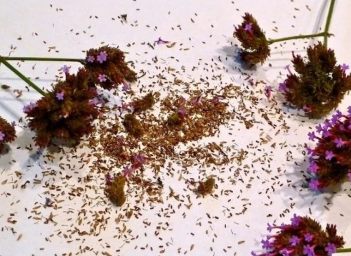 Что посеять в январе, если "чешутся руки"