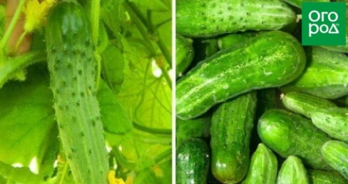 Лучшие сорта и гибриды огурцов для открытого грунта