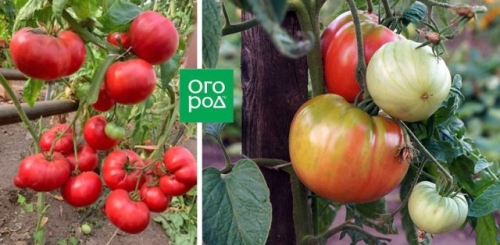 20 самых урожайных сортов томатов для теплицы