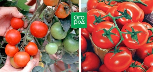 20 самых урожайных сортов томатов для теплицы