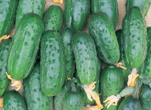 Какие огурцы не боятся мучнистой росы – сорта и гибриды, устойчивые к болезни