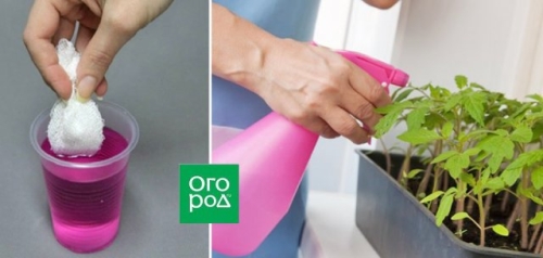 5 покупок для рассады, на которых не стоит экономить