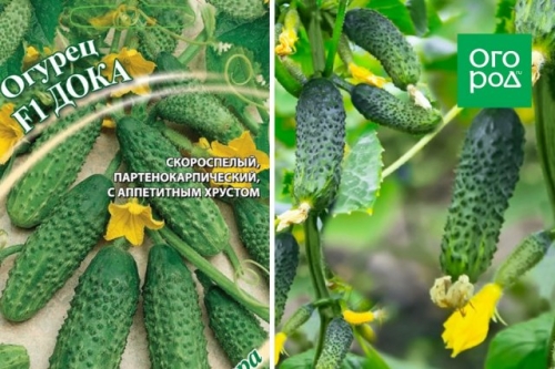 Лучшие сорта и гибриды огурцов без горечи (описание с фото)