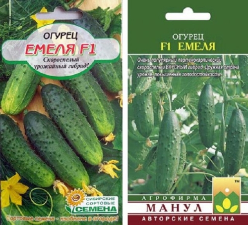 15 лучших сортов и гибридов пучковых огурцов: новинки и проверенные варианты