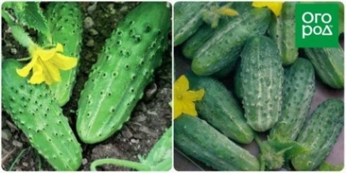 Лучшие сорта и гибриды огурцов для открытого грунта