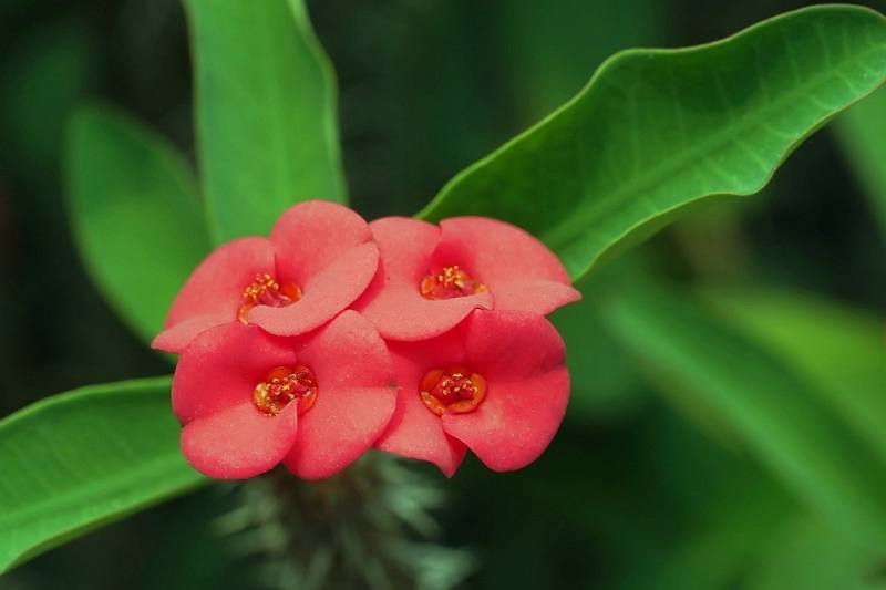 8 комнатных растений, которые отлично уживаются рядом с батареей