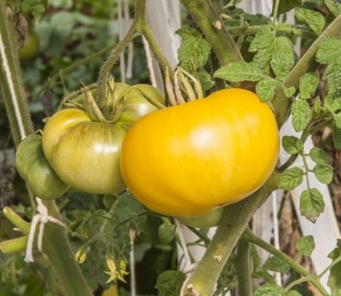 19 гигантов: самые крупноплодные сорта и гибриды томатов