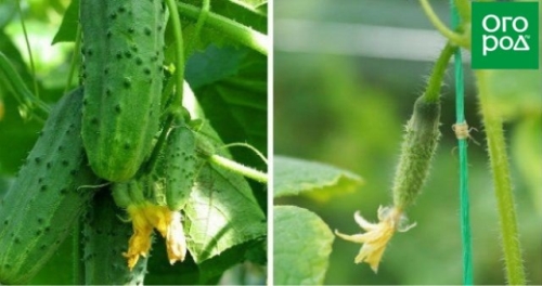 Лучшие сорта и гибриды огурцов для открытого грунта