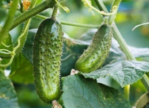 Какие огурцы не боятся мучнистой росы – сорта и гибриды, устойчивые к болезни