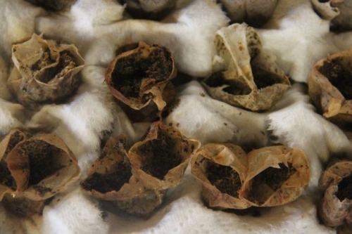 12 способов, как сделать горшочки для рассады своими руками