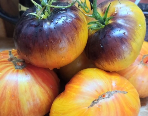 20 самых урожайных сортов томатов для теплицы