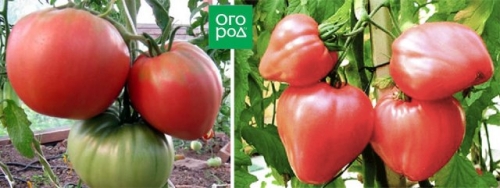 20 самых урожайных сортов томатов для теплицы