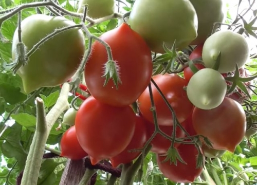 20 самых урожайных сортов томатов для теплицы