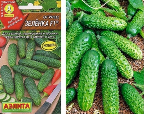 15 лучших сортов и гибридов пучковых огурцов: новинки и проверенные варианты