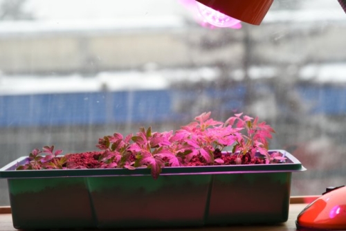 Сколько досвечивать рассаду в январе и феврале