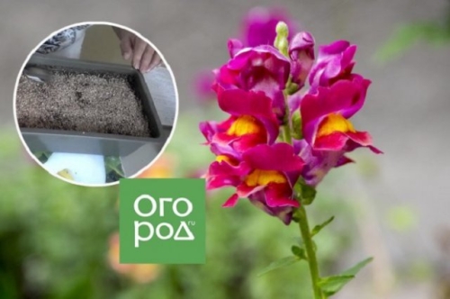 Что посеять в январе, если "чешутся руки"