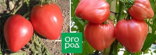 20 самых урожайных сортов томатов для теплицы