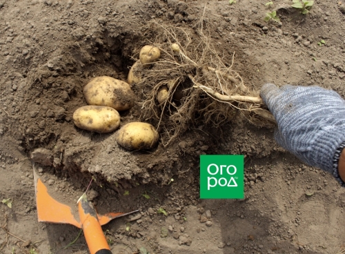 Почему картофель бывает дуплистым