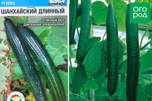 Лучшие сорта и гибриды огурцов без горечи (описание с фото)