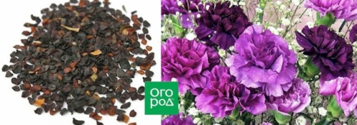 Что посеять в январе, если "чешутся руки"