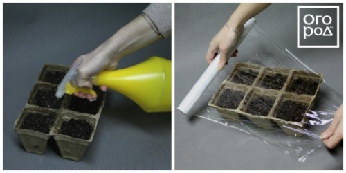 Посев семян перца на рассаду и пикировка: пошаговая инструкция