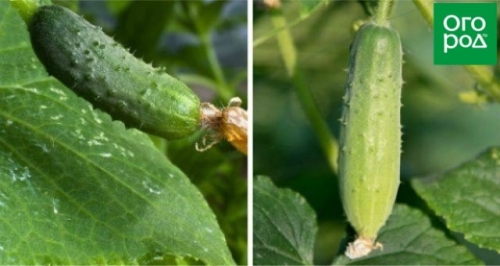 Лучшие сорта и гибриды огурцов для открытого грунта