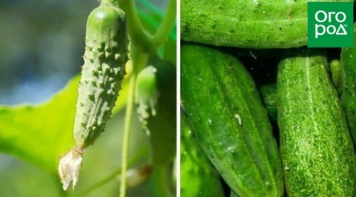 Лучшие сорта и гибриды огурцов для открытого грунта