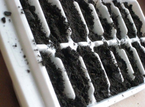 12 способов, как сделать горшочки для рассады своими руками