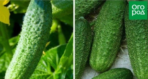 Лучшие сорта и гибриды огурцов для открытого грунта