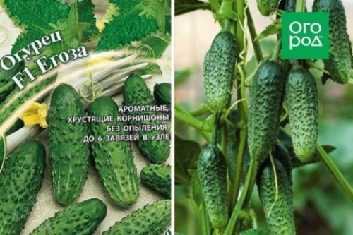 Лучшие сорта и гибриды огурцов для открытого грунта