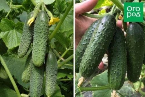 Лучшие сорта и гибриды огурцов для открытого грунта