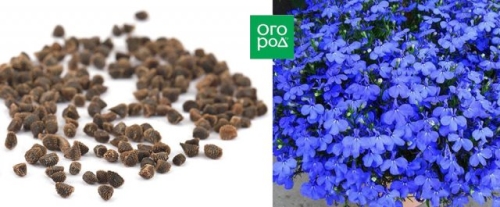 Что посеять в январе, если "чешутся руки"