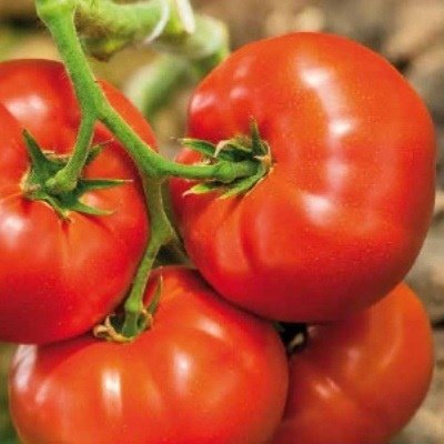 19 гигантов: самые крупноплодные сорта и гибриды томатов