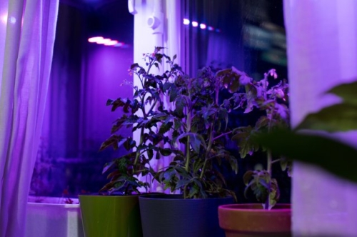 Сколько досвечивать рассаду в январе и феврале