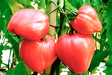 19 гигантов: самые крупноплодные сорта и гибриды томатов