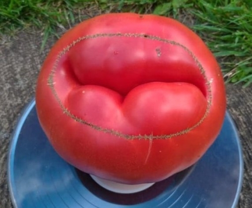 19 гигантов: самые крупноплодные сорта и гибриды томатов