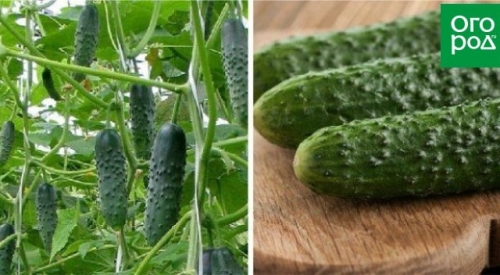 Лучшие сорта и гибриды огурцов для открытого грунта
