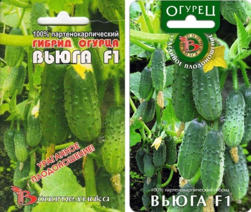 15 лучших сортов и гибридов пучковых огурцов: новинки и проверенные варианты