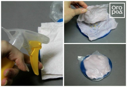 Посев семян перца на рассаду и пикировка: пошаговая инструкция