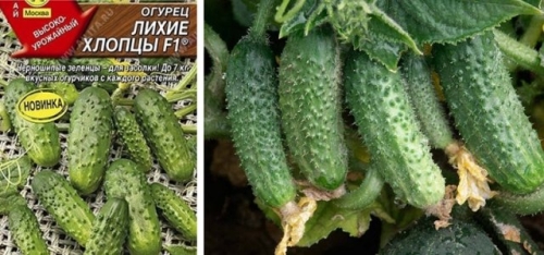 15 лучших сортов и гибридов пучковых огурцов: новинки и проверенные варианты