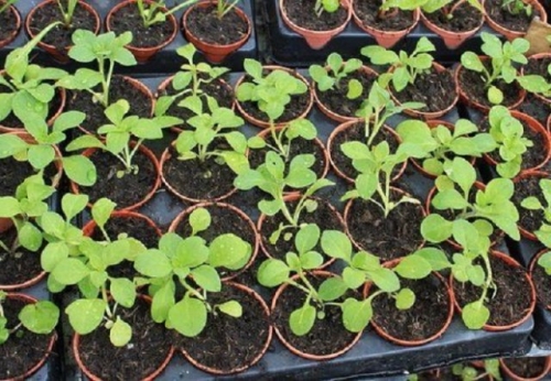 Что посеять в январе, если "чешутся руки"