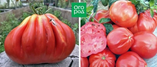 20 самых урожайных сортов томатов для теплицы