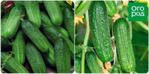 Лучшие сорта и гибриды огурцов для открытого грунта