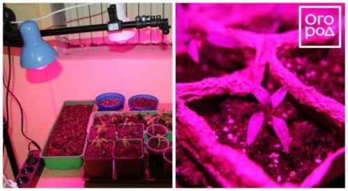 Посев семян перца на рассаду и пикировка: пошаговая инструкция