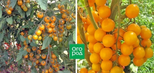 20 самых урожайных сортов томатов для теплицы