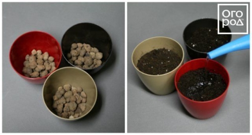 Посев семян перца на рассаду и пикировка: пошаговая инструкция