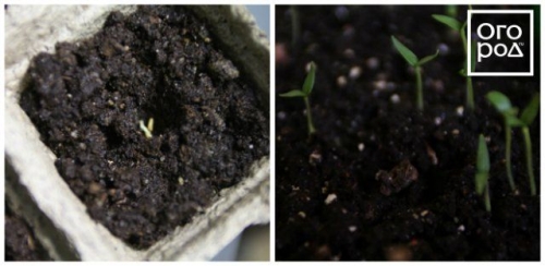 Посев семян перца на рассаду и пикировка: пошаговая инструкция