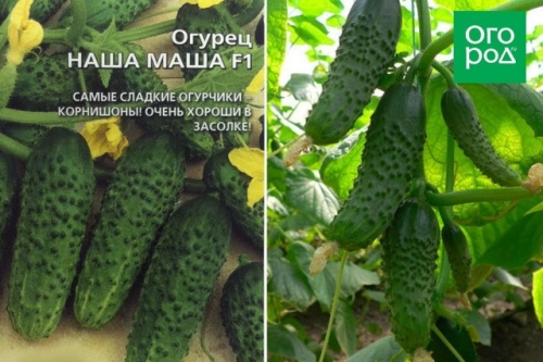 Лучшие сорта и гибриды огурцов без горечи (описание с фото)