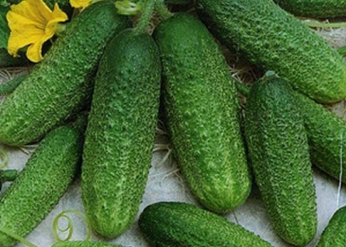 Какие огурцы не боятся мучнистой росы – сорта и гибриды, устойчивые к болезни