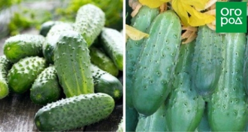 Лучшие сорта и гибриды огурцов для открытого грунта